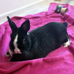 Bonita