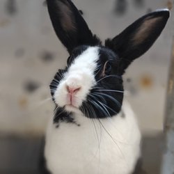 Sylvester