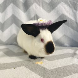 Aniela (Adamczewska)