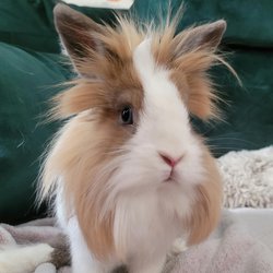 Lulu