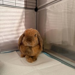 Bonnie 