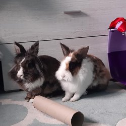 Miller i Marysieńka