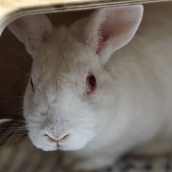 Taz