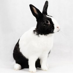 Sylvester