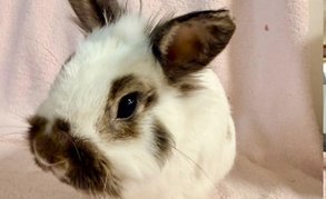 First slide