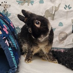 Przekręt - szuka Wirtualnego Opiekuna