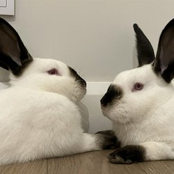 Andrzej i Stanisław